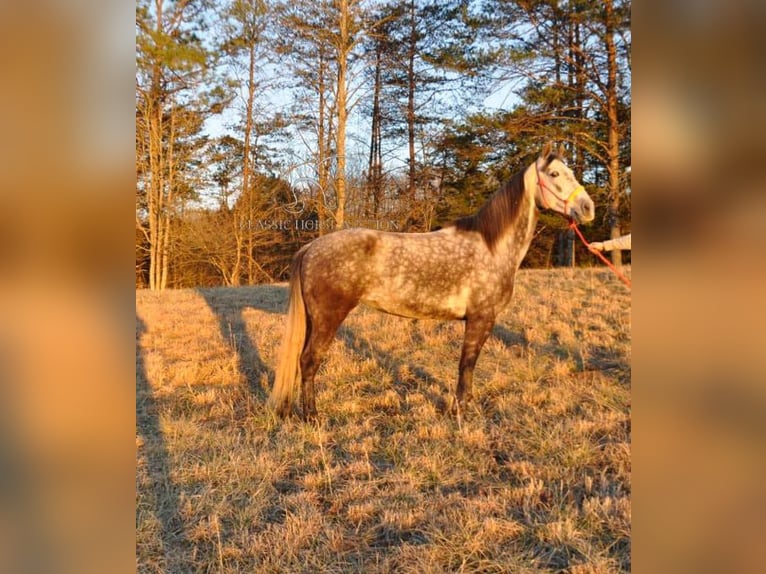 Tennessee konia Klacz 9 lat 152 cm Gniada in Barbourville, KY