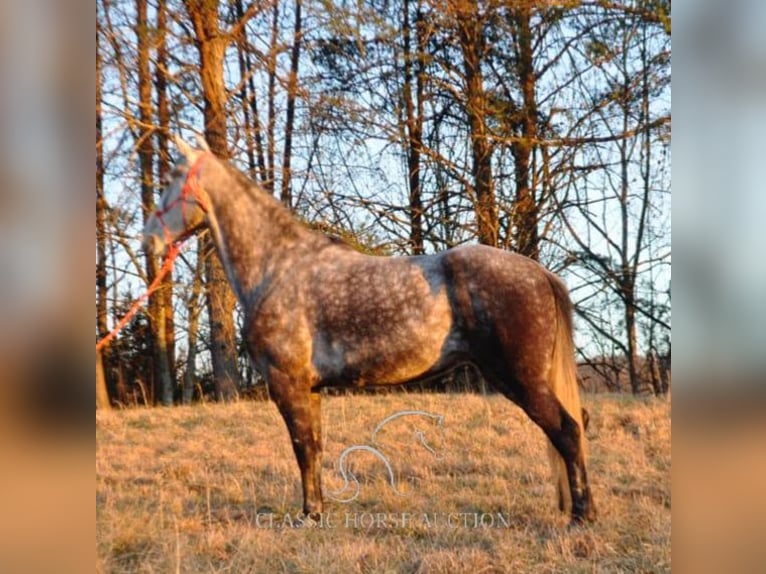 Tennessee konia Klacz 9 lat 152 cm Gniada in Barbourville, KY