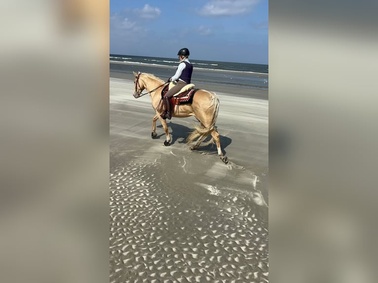 Tennessee konia Klacz 9 lat 160 cm Szampańska in Sint Anthonis