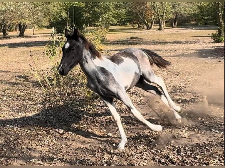 Tennessee konia Klacz  152 cm Karodereszowata in Albion