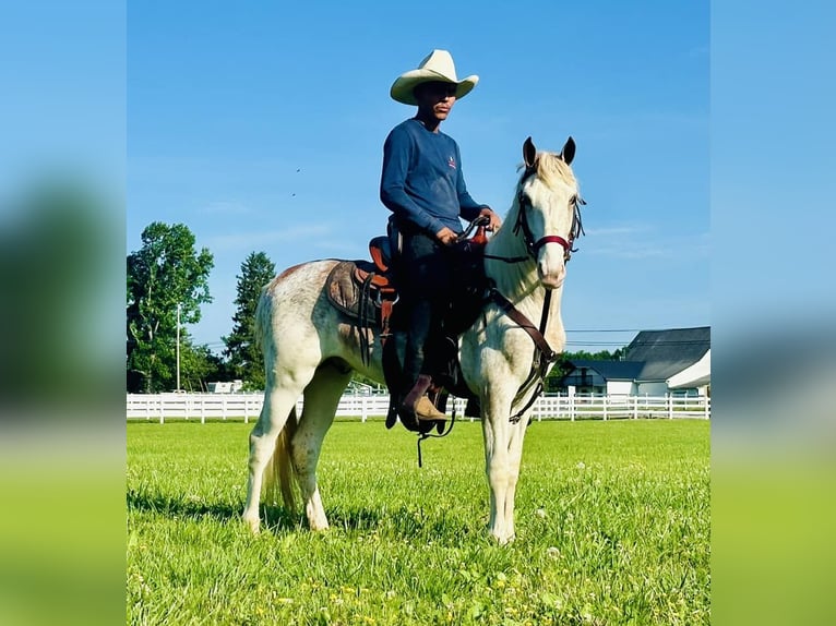 Tennessee konia Ogier 3 lat 142 cm Cisawa in Lewisburg, TN