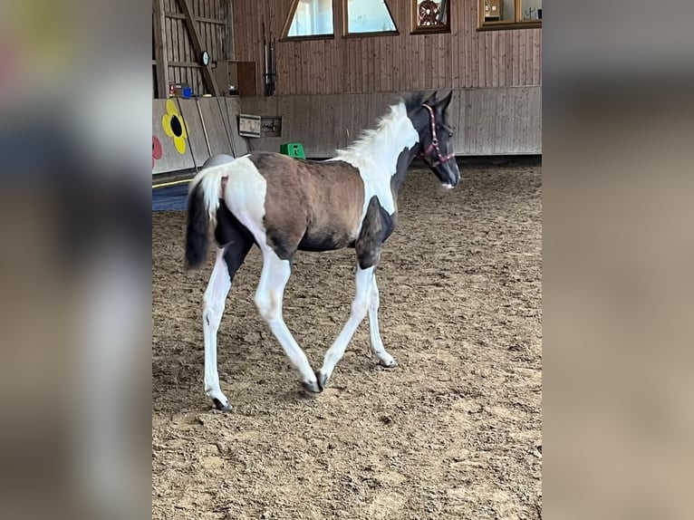 Tennessee konia Ogier Źrebak (04/2024) Tobiano wszelkich maści in Bad Wurzach