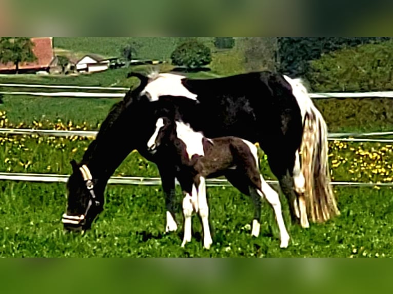 Tennessee konia Ogier Źrebak (04/2024) Tobiano wszelkich maści in Bad Wurzach