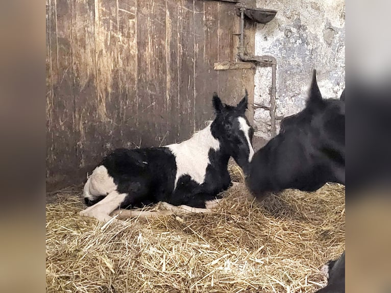 Tennessee konia Ogier Źrebak (04/2024) Tobiano wszelkich maści in Bad Wurzach