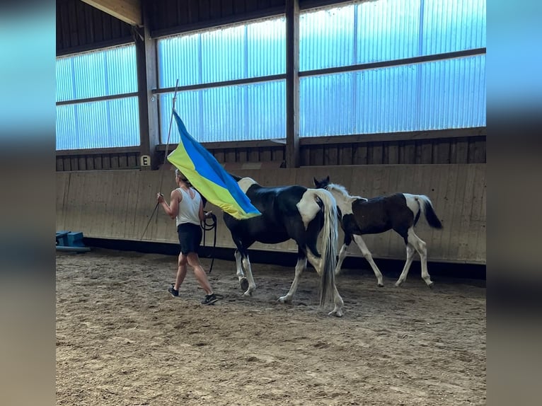 Tennessee konia Ogier Źrebak (04/2024) Tobiano wszelkich maści in Bad Wurzach