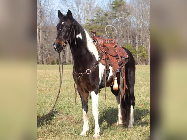 Tennessee konia Wałach 10 lat 142 cm in Whitley City, KY