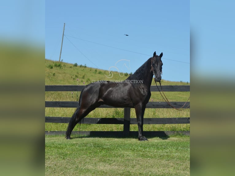 Tennessee konia Wałach 10 lat 152 cm Kara in Hustonville, KY