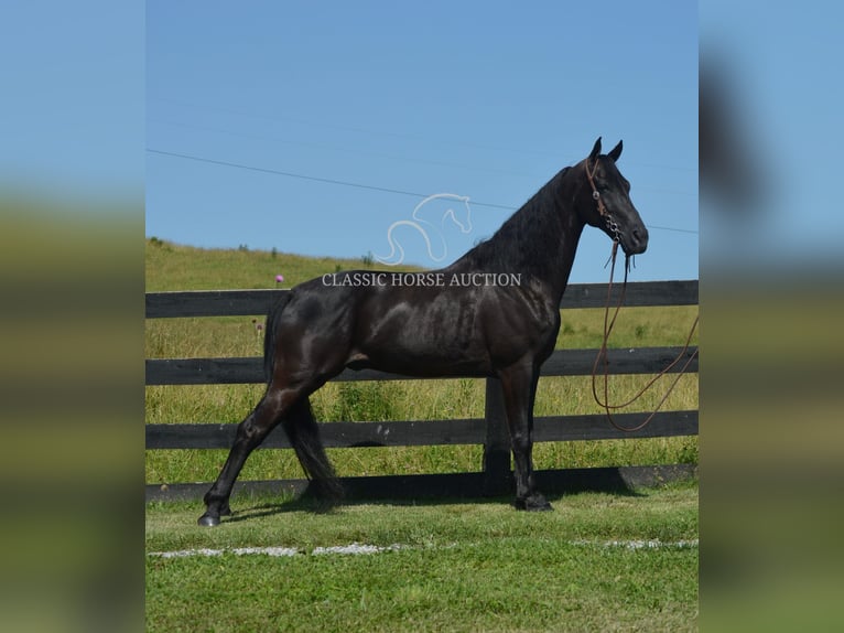 Tennessee konia Wałach 10 lat 152 cm Kara in Hustonville, KY