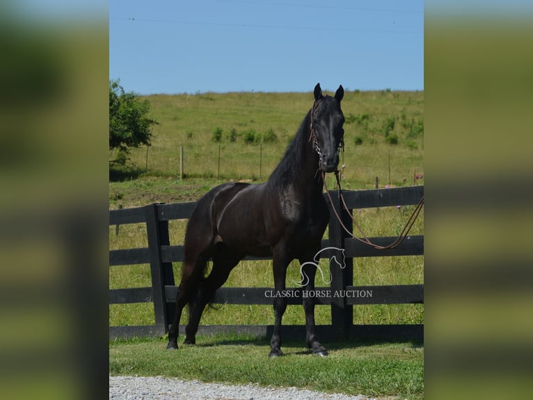 Tennessee konia Wałach 10 lat 152 cm Kara in Hustonville, KY