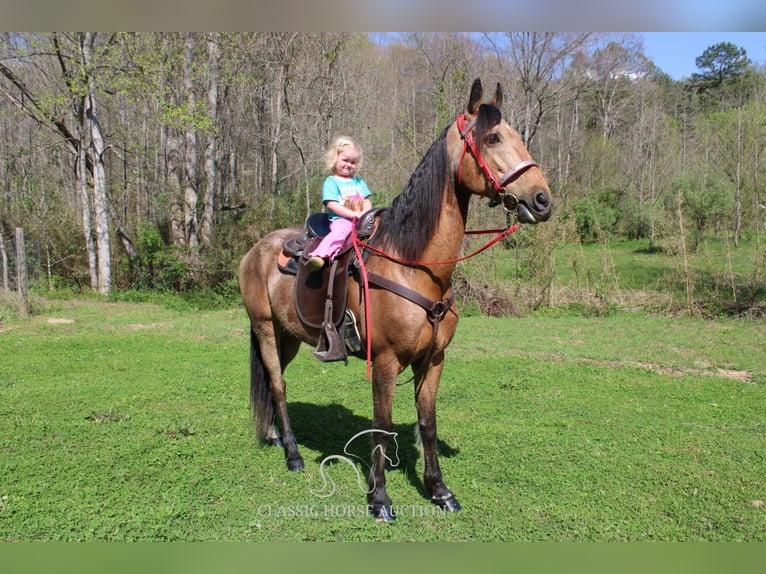 Tennessee konia Wałach 10 lat 152 cm in Rockholds, KY