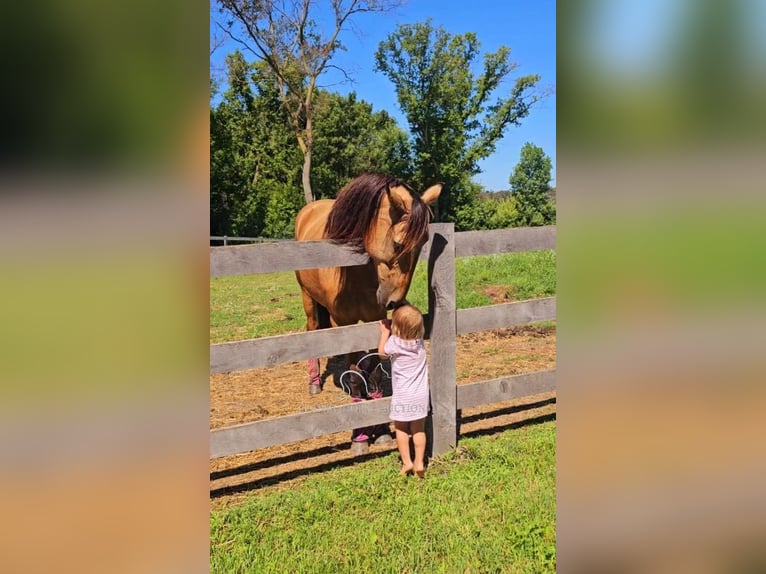 Tennessee konia Wałach 10 lat 152 cm in Rockholds, KY
