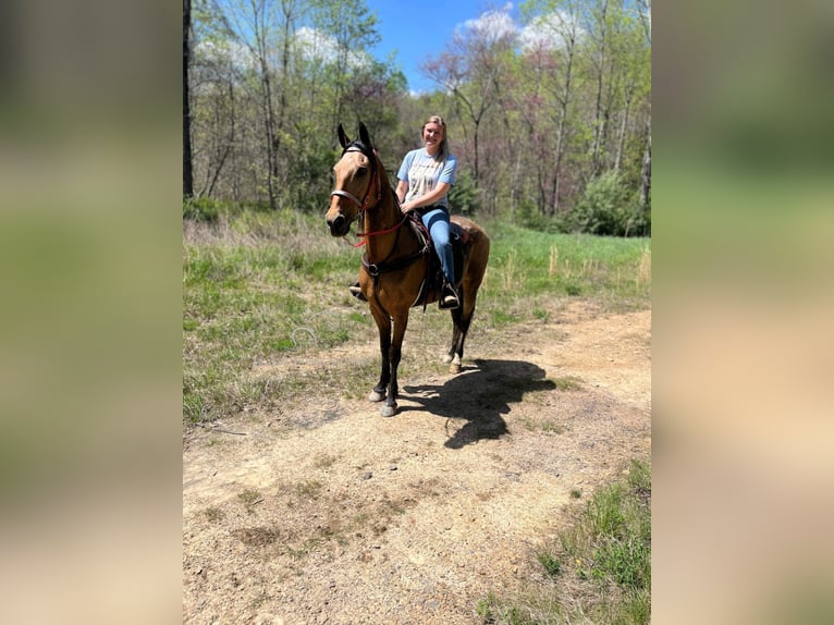 Tennessee konia Wałach 10 lat 152 cm in Rockholds, KY