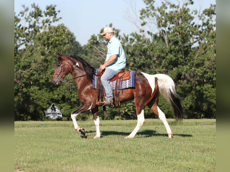 Tennessee konia Wałach 10 lat 152 cm Tobiano wszelkich maści in Mount Vernon