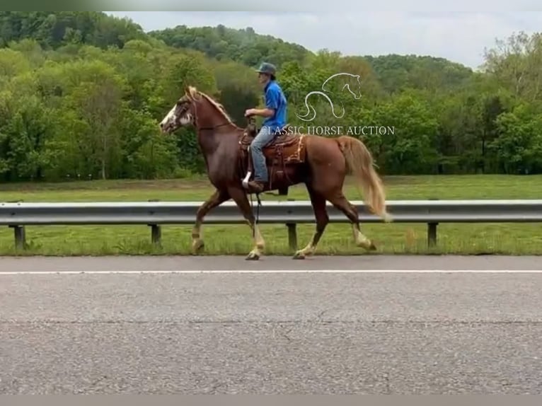 Tennessee konia Wałach 10 lat 163 cm Gniada in Celina, TN