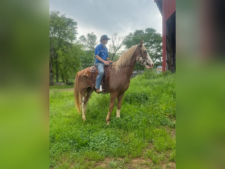 Tennessee konia Wałach 10 lat 163 cm Gniada in Celina, TN