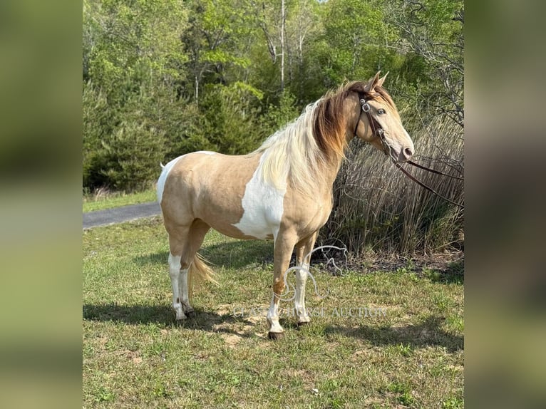 Tennessee konia Wałach 11 lat 142 cm Szampańska in Whitley City, KY