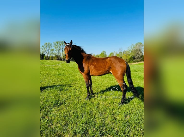 Tennessee konia Wałach 11 lat 152 cm in Breeding, KY