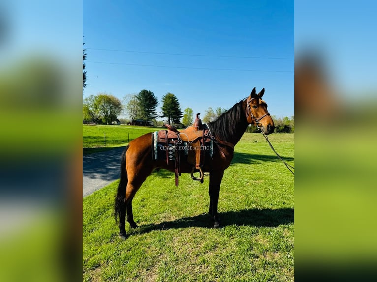 Tennessee konia Wałach 11 lat 152 cm in Breeding, KY