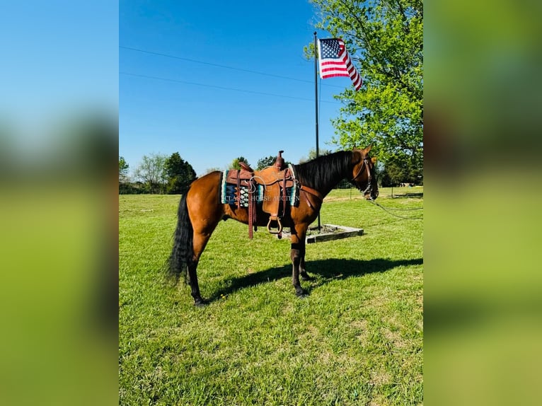 Tennessee konia Wałach 11 lat 152 cm in Breeding, KY