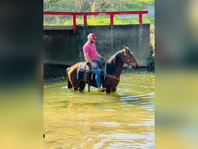 Tennessee konia Wałach 11 lat 152 cm in Breeding, KY