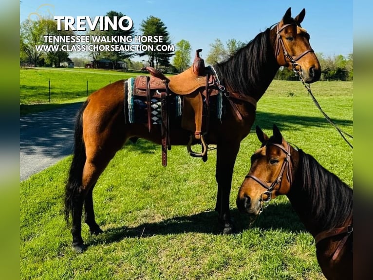 Tennessee konia Wałach 11 lat 152 cm in Breeding, KY