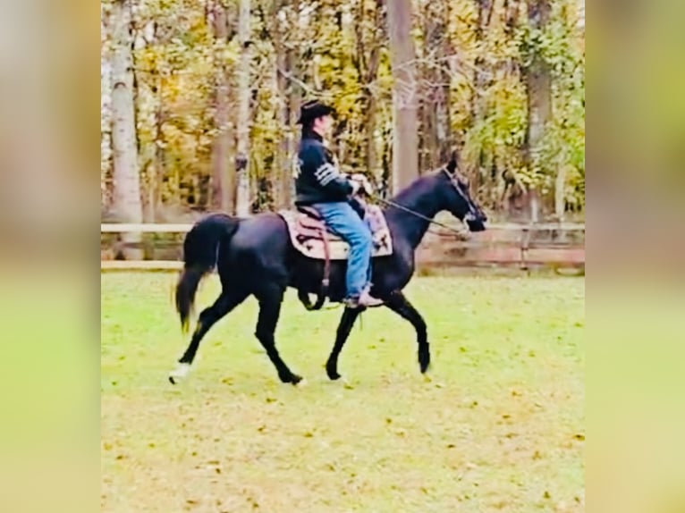 Tennessee konia Wałach 12 lat 155 cm Kara in Waynesboro