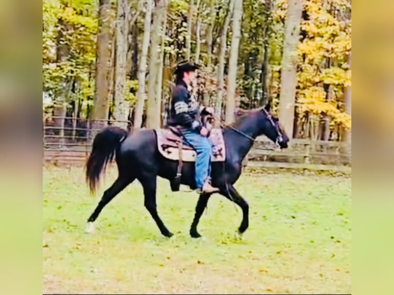 Tennessee konia Wałach 12 lat 155 cm Kara in Waynesboro