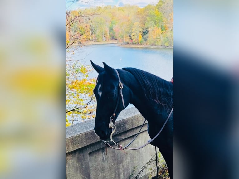 Tennessee konia Wałach 12 lat 155 cm Kara in Waynesboro