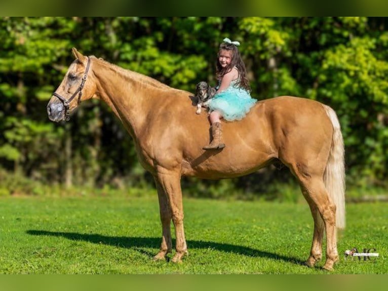 Tennessee konia Wałach 12 lat 160 cm Izabelowata in North Bloomfield