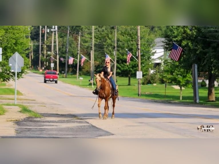 Tennessee konia Wałach 12 lat 160 cm Izabelowata in North Bloomfield