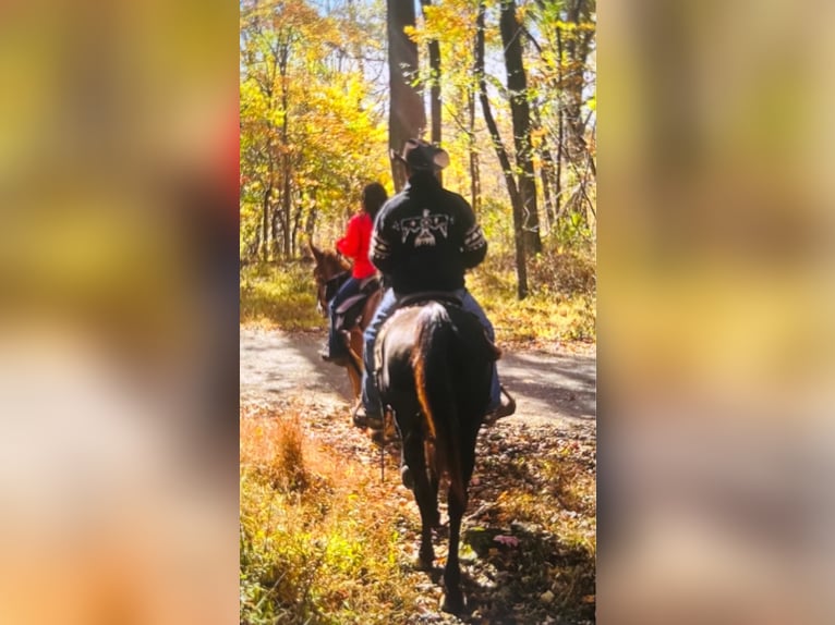 Tennessee konia Wałach 13 lat 155 cm Kara in Waynesboro