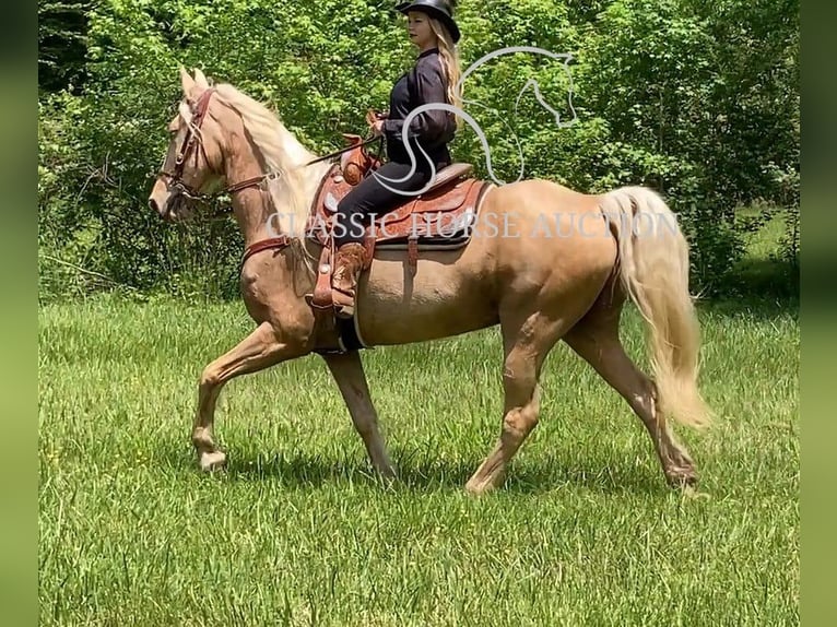 Tennessee konia Wałach 13 lat 163 cm Izabelowata in Alpharetta, GA