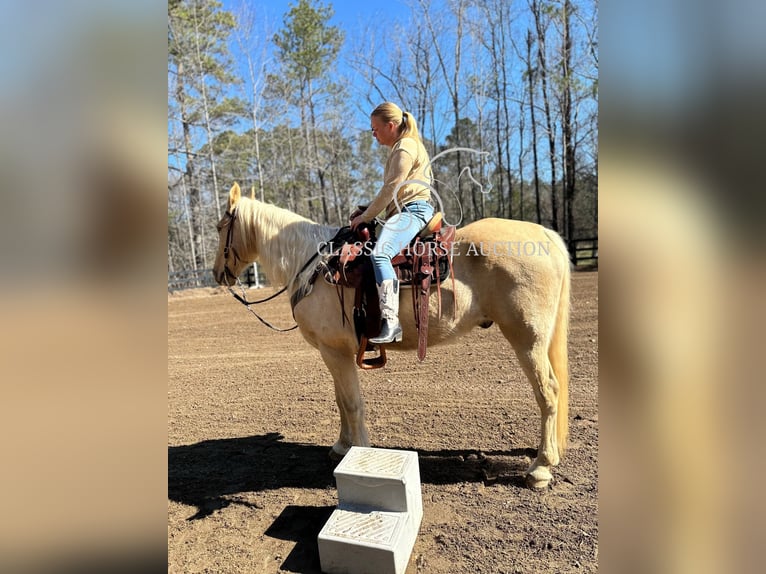 Tennessee konia Wałach 13 lat 163 cm Izabelowata in Alpharetta, GA