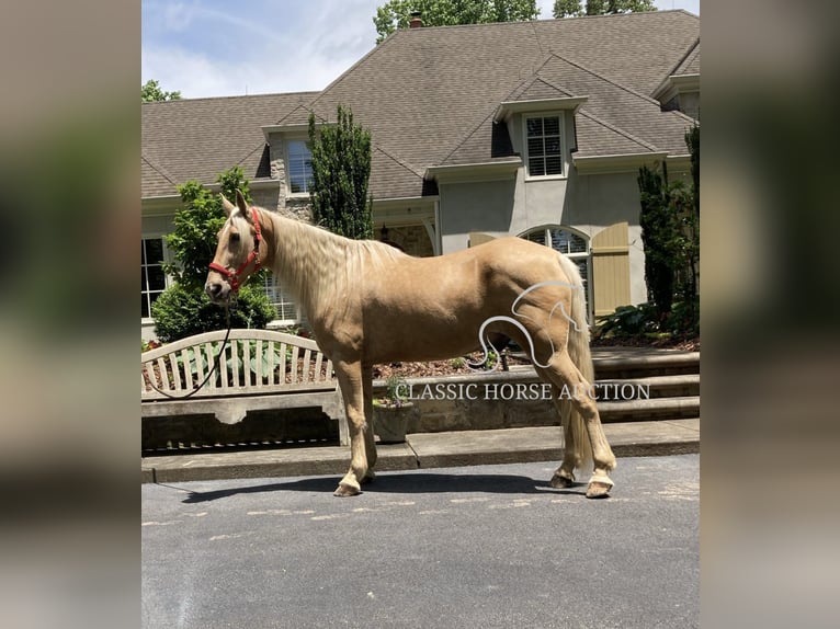 Tennessee konia Wałach 13 lat 163 cm Izabelowata in Alpharetta, GA