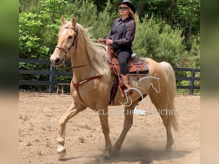 Tennessee konia Wałach 13 lat 163 cm Izabelowata in Alpharetta, GA