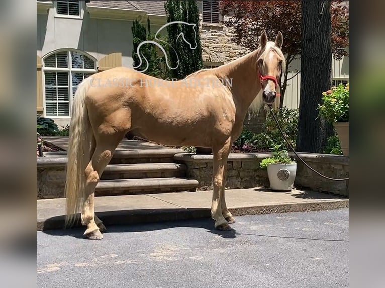 Tennessee konia Wałach 13 lat 163 cm Izabelowata in Alpharetta, GA