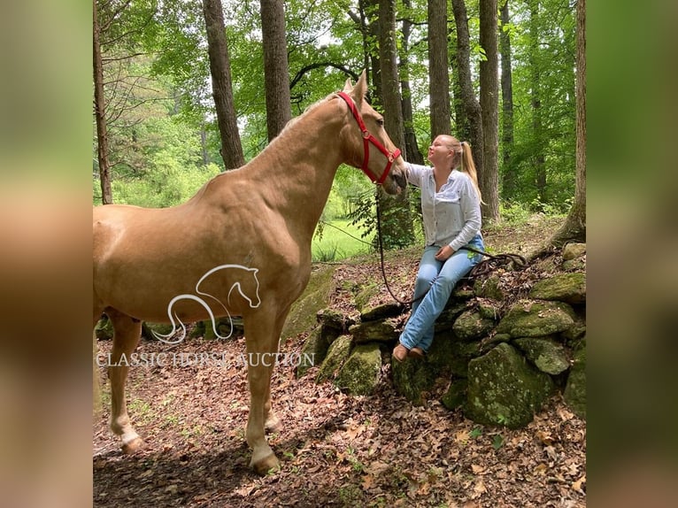 Tennessee konia Wałach 13 lat 163 cm Izabelowata in Alpharetta, GA