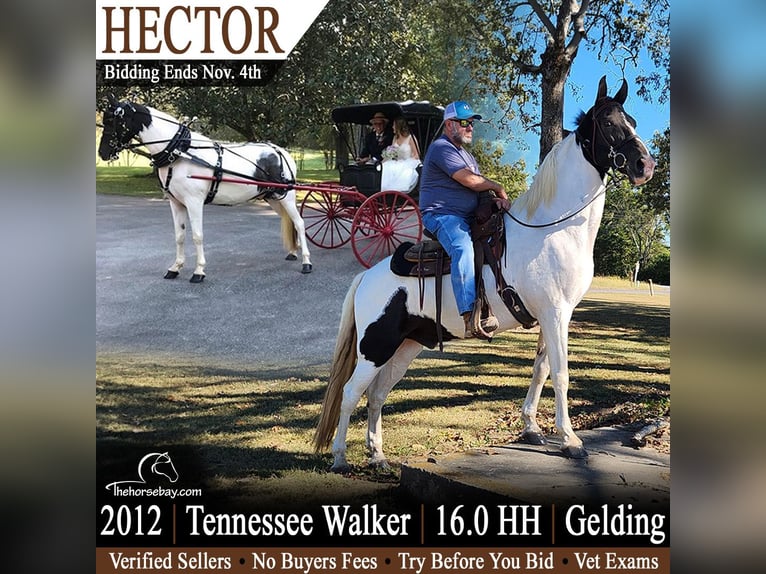 Tennessee konia Wałach 14 lat 163 cm Tobiano wszelkich maści in Ashville, AL