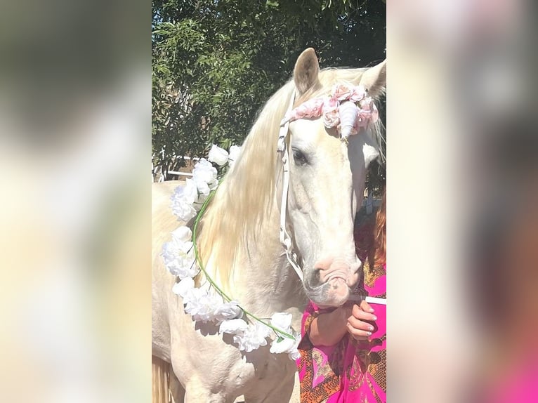 Tennessee konia Wałach 15 lat 163 cm Biała in Simi Valley, CA