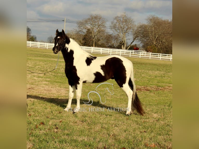 Tennessee konia Wałach 17 lat 152 cm in Lewisburg, TN