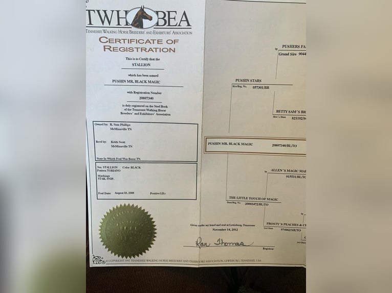 Tennessee konia Wałach 17 lat 152 cm in Lewisburg, TN