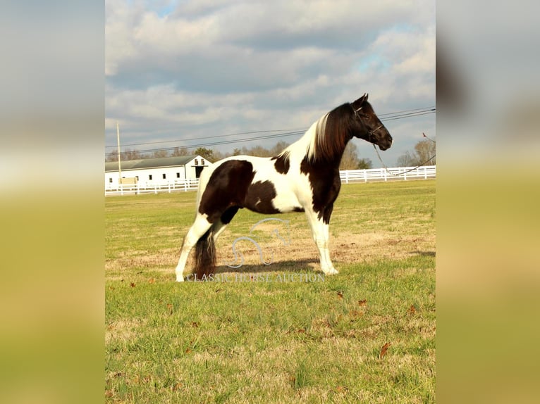 Tennessee konia Wałach 17 lat 152 cm in Lewisburg, TN