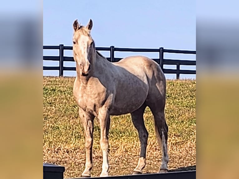 Tennessee konia Wałach 22 lat 163 cm Szampańska in Excelsior Springs, MO