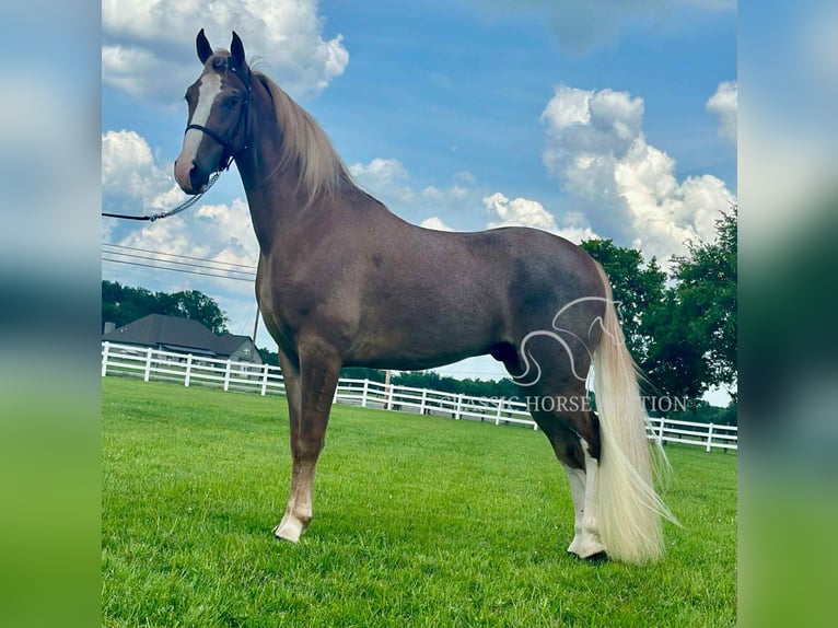 Tennessee konia Wałach 2 lat 142 cm Cisawa in Lewisburg