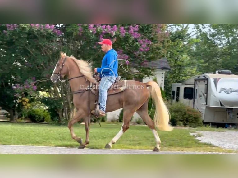Tennessee konia Wałach 2 lat 142 cm Cisawa in Lewisburg