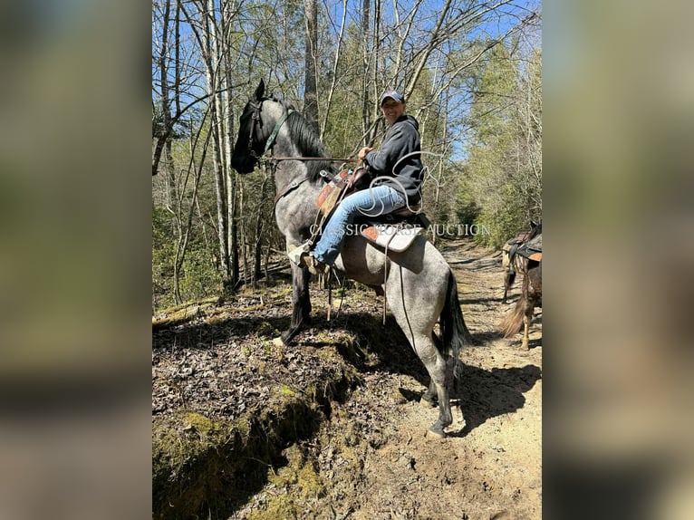 Tennessee konia Wałach 2 lat 142 cm Karodereszowata in Sneedville, TN