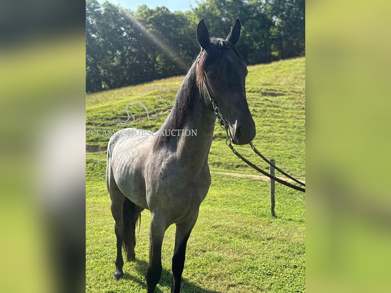 Tennessee konia Wałach 2 lat 142 cm Karodereszowata in Sneedville, TN