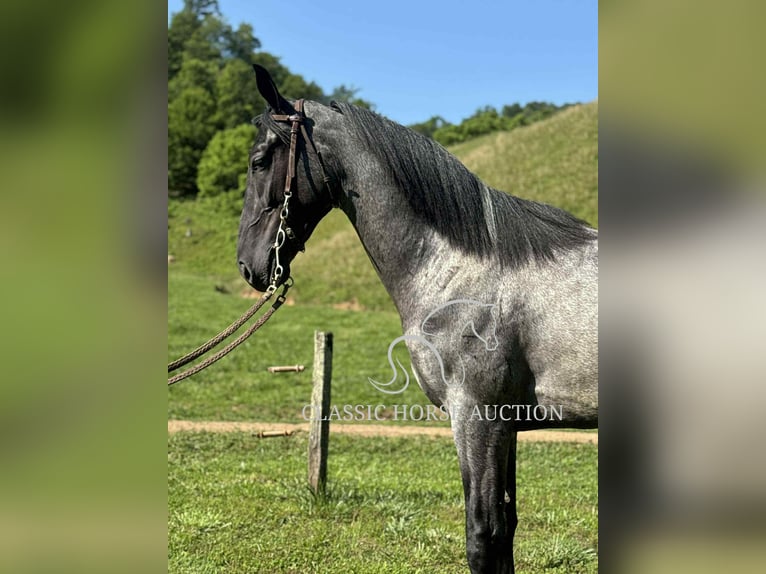 Tennessee konia Wałach 2 lat 142 cm Karodereszowata in Sneedville, TN
