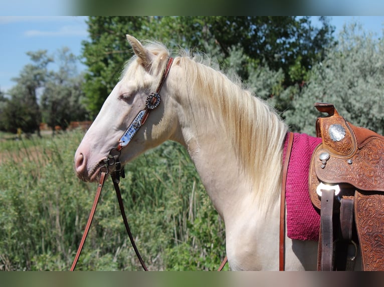 Tennessee konia Wałach 2 lat 147 cm Cremello in Fort Collins