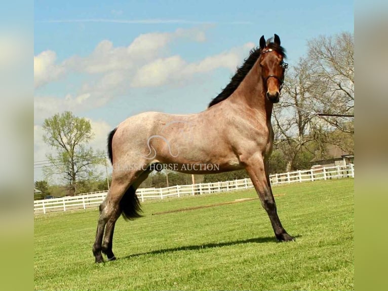 Tennessee konia Wałach 2 lat 152 cm Gniada in Lewisburg